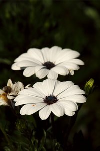 SAM_4712.jpg SAM_4712.jpg