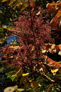 SAM_4718.jpg SAM_4718.jpg