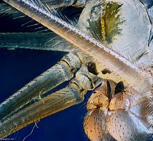 Zitterspinne_2011-09-03-08.50.17 ZS PMax_filtered3.jpg Zitterspinne_2011-09-03-08.50.17 ZS PMax_filtered3.jpg