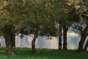 Tweelbäker See Baumgruppe10001.JPG