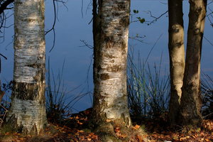 Tweelbäker See  4 Birken0001.JPG