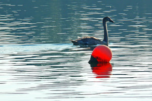 Schwan auf dem Banter See.jpg