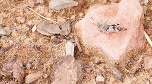 Compressed_0048.jpg Compressed_0048.jpg