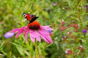 Compressed_0049.jpg Compressed_0049.jpg