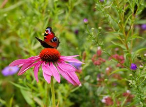 Compressed_0050.jpg Compressed_0050.jpg