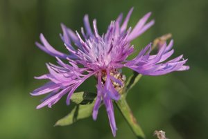 Englischer Garten 2011-10-04 045.jpg