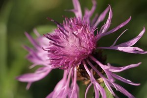 Englischer Garten 2011-10-04 047.jpg