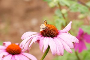 Compressed_0067.jpg Compressed_0067.jpg