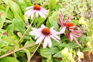 Compressed_0068.jpg Compressed_0068.jpg