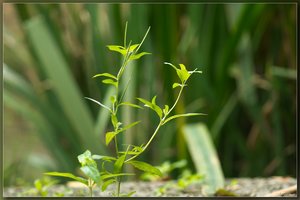 SAM_2407-6-2_hf.jpg SAM_2407-6-2_hf.jpg