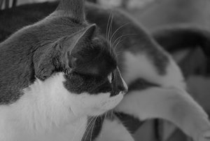 Susi 2011-10-05 058.jpg