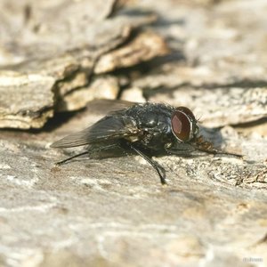 01 SDIM2172_corp.jpg