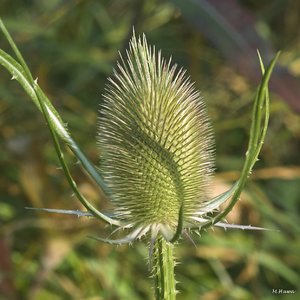 05 SDIM2230_corp.jpg