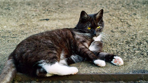 2011_10_02_Miez_Dido_SDIM0031_1600pix.jpg 2011_10_02_Miez_Dido_SDIM0031_1600pix.jpg