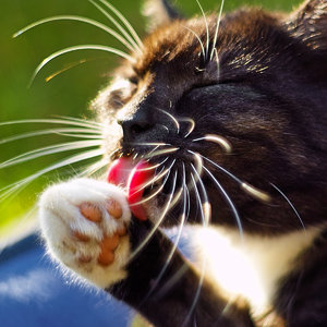 2011_10_02_Miez_Dido_SDIM0014_1200x1200pix.jpg 2011_10_02_Miez_Dido_SDIM0014_1200x1200pix.jpg