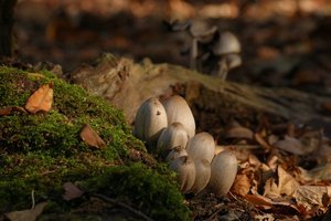 Pilz Original 500 kbPilz Original0001.jpg