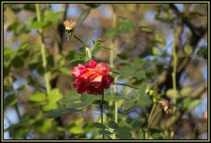 Auto Revuenon 135-2.jpg