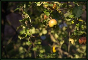 Auto Revuenon 135-5.jpg