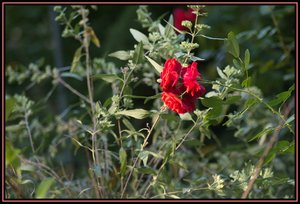 Auto Revuenon 135-6.jpg