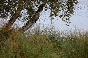 Heute war kein Wetter 500 kbhängende Birke.jpg