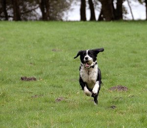 Heute war kein Wetter 500 kbHerrchen und Hund 2.jpg