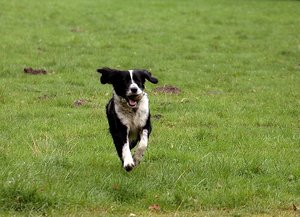 Heute war kein Wetter 500 kbHerrchen und Hund 3.jpg