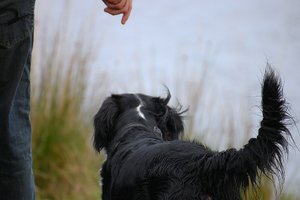 Heute war kein Wetter 500 kbHerrchen und Hund.jpg