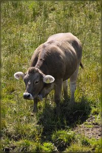 Kühe -SD10 - IMG10968.jpg