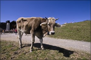 Kühe -SD10 - IMG11350.jpg