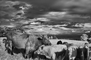 2011_10_06_Chorin_IR_RG780_SDIM0035_1200pix.jpg 2011_10_06_Chorin_IR_RG780_SDIM0035_1200pix.jpg