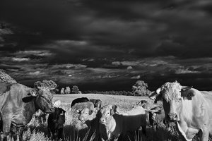 2011_10_06_Chorin_IR_RG780_SDIM0038_1200pix.jpg 2011_10_06_Chorin_IR_RG780_SDIM0038_1200pix.jpg