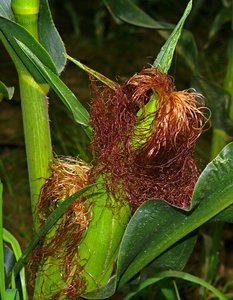 Compressed_0114.jpg Compressed_0114.jpg