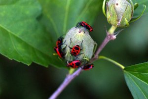 Compressed_0115.jpg Compressed_0115.jpg