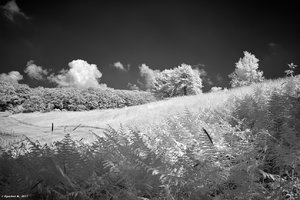 ir_SDIM1213_filtered.jpg ir_SDIM1213_filtered.jpg