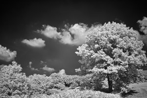 ir_SDIM1228_filtered.jpg ir_SDIM1228_filtered.jpg