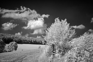 ir_SDIM1252_filtered.jpg ir_SDIM1252_filtered.jpg