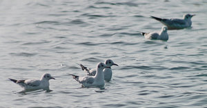 SDIM0026.jpg SDIM0026.jpg