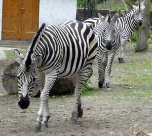 comp_Zebra Orgelpfeife m Kontrast.jpg