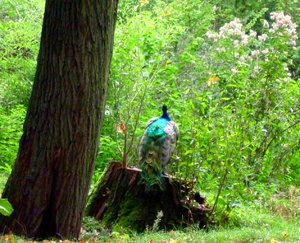 comp_Pfau_gross_ausgeschnitten mit Kontrast.jpg