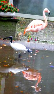 comp_Flamingo und heiliger Ibis m Kontrast.jpg