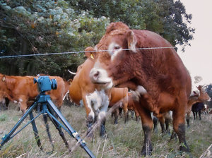 2011_10_06_Chorin_IR_X530_Meta_PIMG0006_1024pix.jpg 2011_10_06_Chorin_IR_X530_Meta_PIMG0006_1024pix.jpg