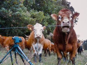 2011_10_06_Chorin_IR_X530_Meta_PIMG0007_1024pix.jpg 2011_10_06_Chorin_IR_X530_Meta_PIMG0007_1024pix.jpg