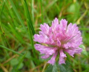 kleinAusschnitt2 aus P1010308.jpg