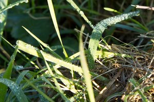 Wildeshausen 2011-162.jpg