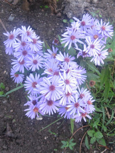 Alpengarten lila.jpg