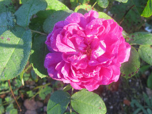 Alpengarten pink.jpg