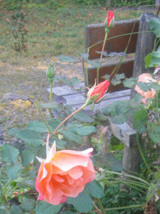 Alpengarten Rose.jpg