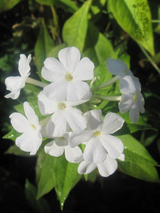 Alpengarten weiß.jpg