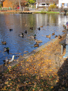 Enten Dorferweiher I.jpg