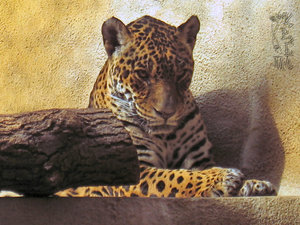 Tierpark Hellabrunn VI.jpg